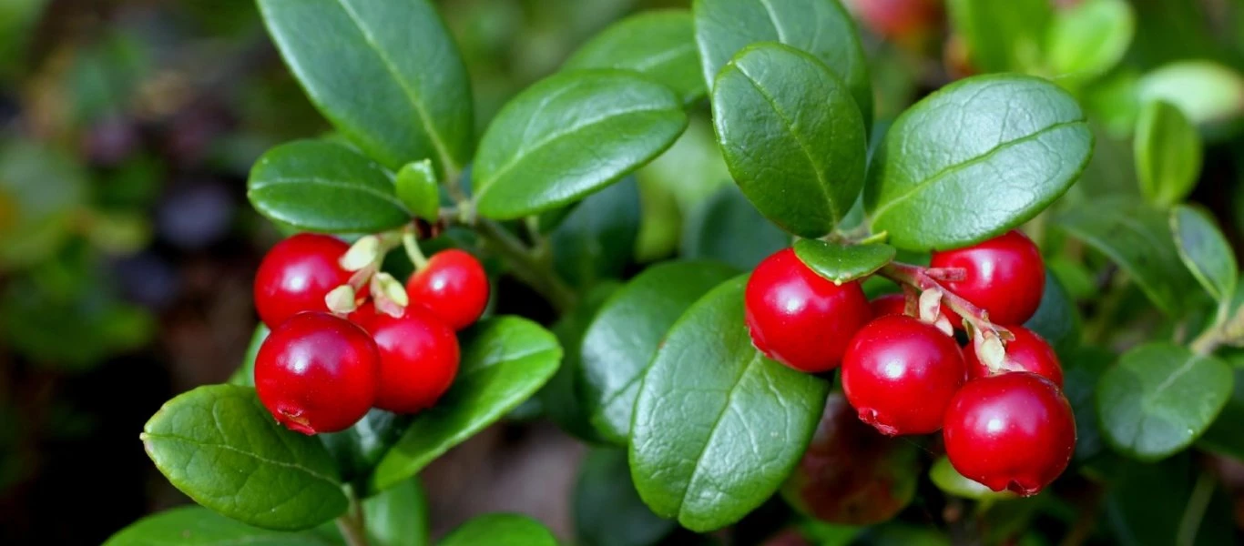 Bίντεο: Δείτε τι αποτρέπει την αποθήκευση περιττού λίπους - Για μια υγιεινή διατροφή